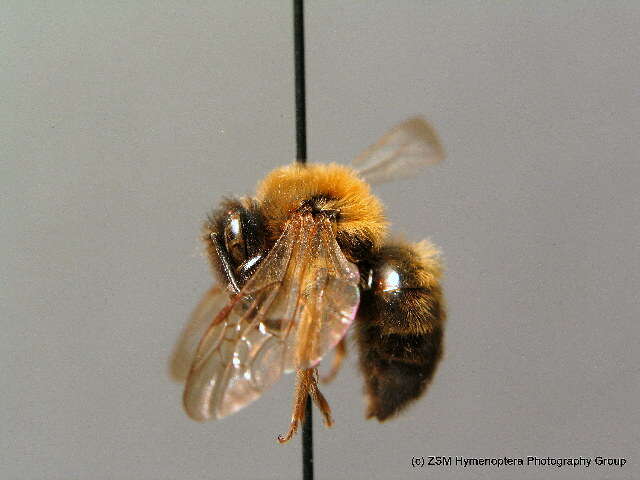 Image of Andrena bimaculata (Kirby 1802)