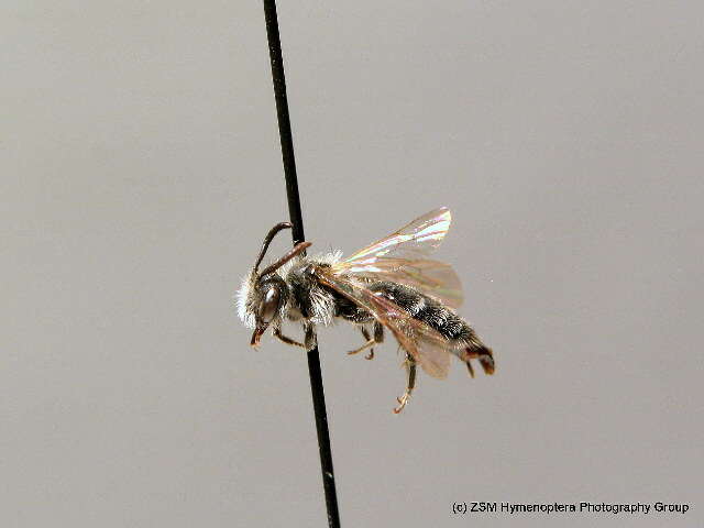 Image of Andrena falsifica Perkins 1915