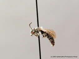 Image of Andrena falsifica Perkins 1915