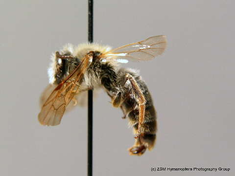 Image of Andrena lathyri Alfken 1899