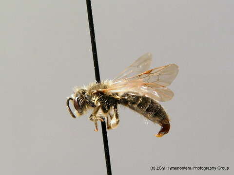 Plancia ëd Andrena enslinella E. Stöckhert 1924