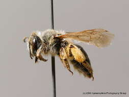 Image of Andrena flavipes Panzer 1799