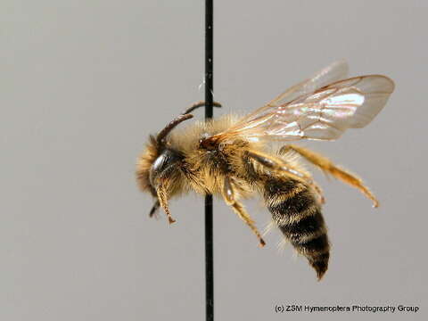 Image of Andrena flavipes Panzer 1799