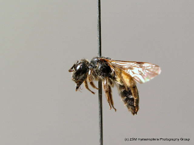 صورة Andrena coitana (Kirby 1802)