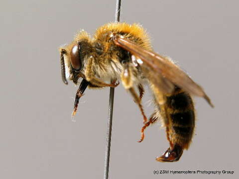 Image of Andrena hattorfiana (Fabricius 1775)