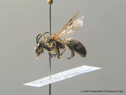 Image of Colletes cunicularius (Linnaeus 1761)