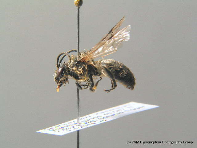 Colletes cunicularius (Linnaeus 1761) resmi