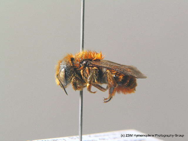 Image of Osmia aurulenta (Panzer 1799)