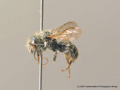 Image of Osmia aurulenta (Panzer 1799)