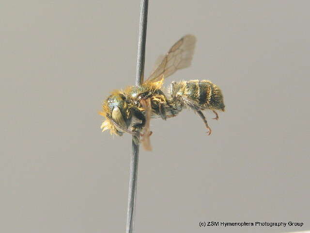 Osmia gallarum Spinola 1808的图像