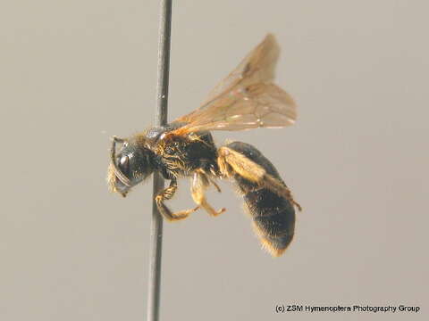 Image of Halictus maculatus Smith 1848