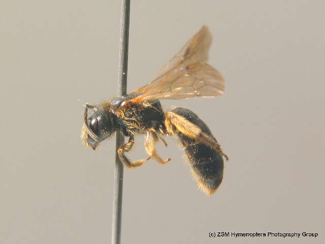 Halictus maculatus Smith 1848的圖片