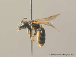 Image of Halictus maculatus Smith 1848