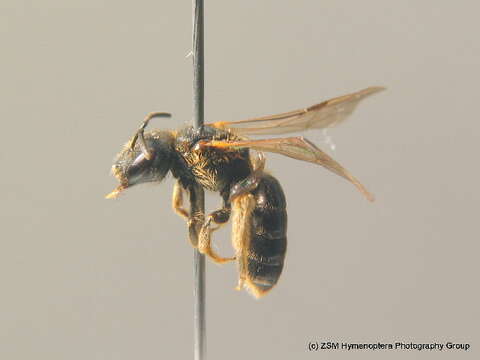 Halictus maculatus Smith 1848的圖片