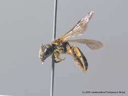 Halictus maculatus Smith 1848的圖片