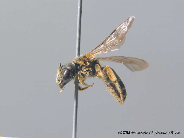 Image of Halictus maculatus Smith 1848