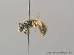 صورة Lasioglossum marginatum (Brullé 1832)