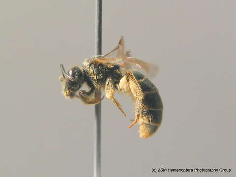 صورة Lasioglossum marginatum (Brullé 1832)