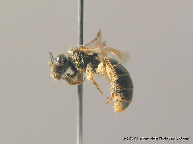 صورة Lasioglossum marginatum (Brullé 1832)