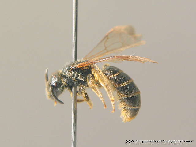 صورة Lasioglossum marginatum (Brullé 1832)