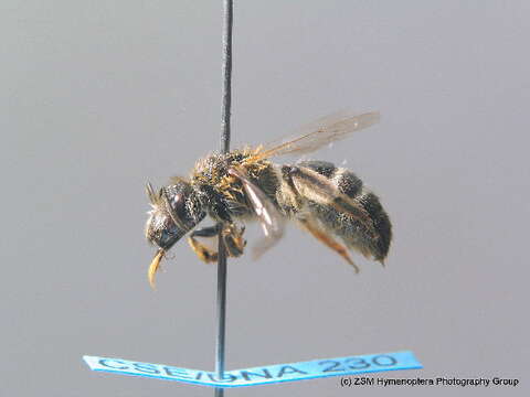 Lasioglossum albocinctum (Lucas 1849)的圖片