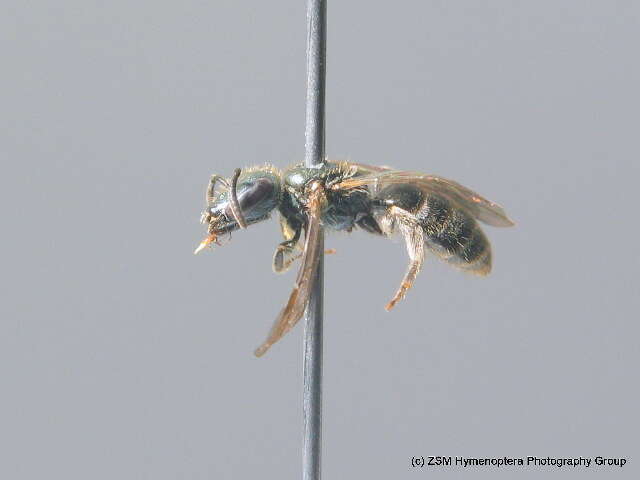 صورة Lasioglossum morio (Fabricius 1793)