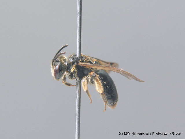 Imagem de Andrena minutuloides Perkins 1914