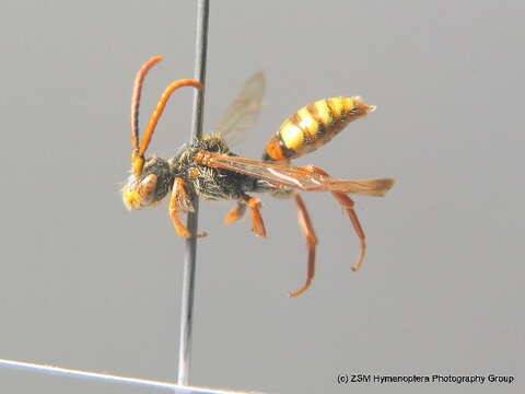 Image of Nomada flava Panzer 1798