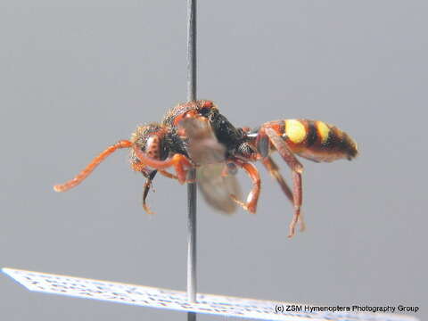 Image of Nomada ruficornis (Linnaeus 1758)