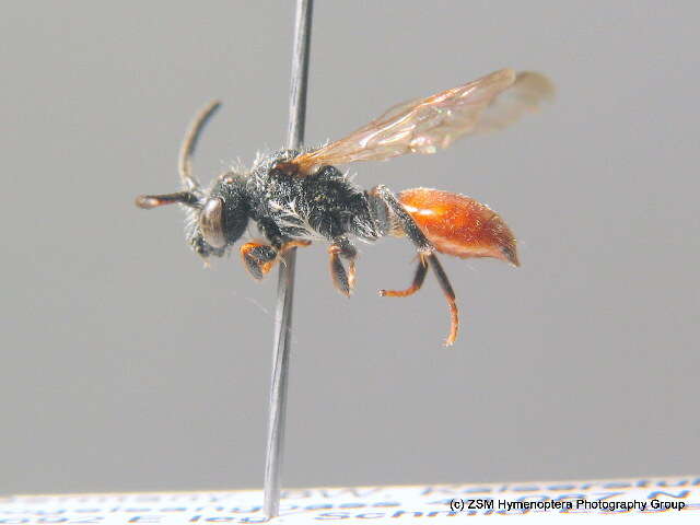 Image of Nomada fabriciana (Linné 1767)