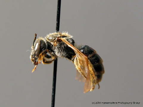 Plancia ëd Lasioglossum euboeense (Strand 1909)