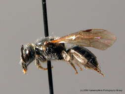 Lasioglossum parvulum (Schenck 1853)的圖片