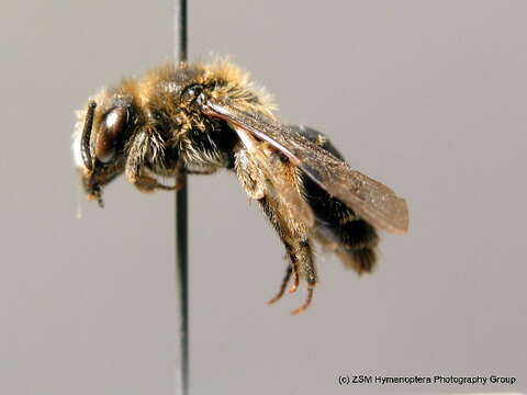 Image of Andrena alutacea E. Stöckhert 1942