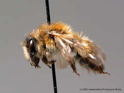 Image of Andrena praecox (Scopoli 1763)