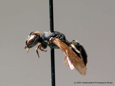 Image of Hylaeus gredleri Förster 1871