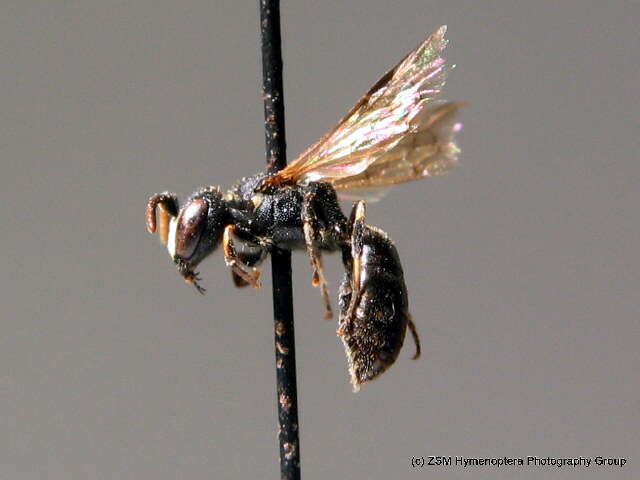 Image of Hylaeus gredleri Förster 1871