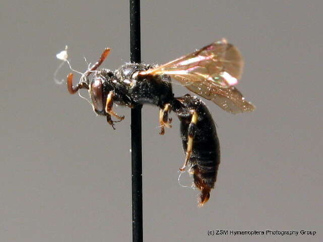 Image of Hylaeus angustatus (Schenck 1861)