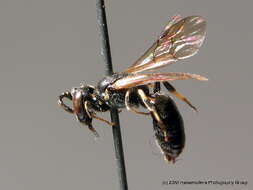 Image of Hylaeus angustatus (Schenck 1861)