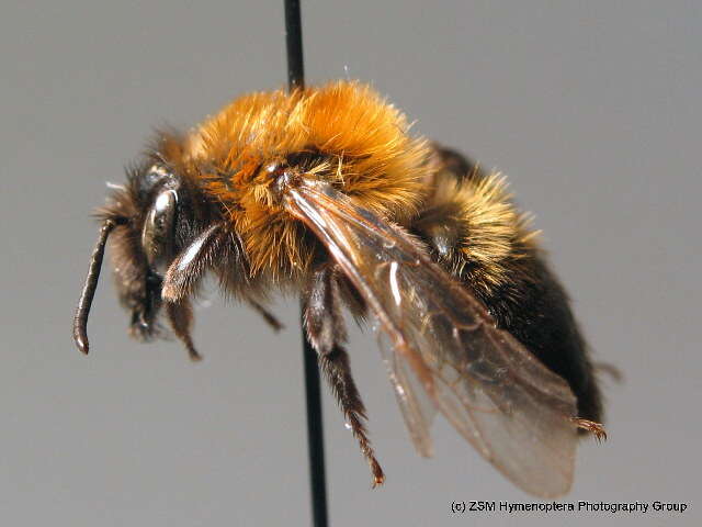 Image of Andrena lapponica Zetterstedt 1838