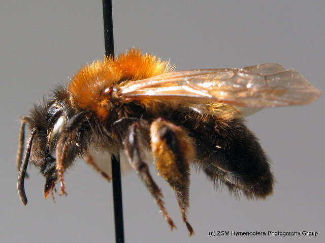 Image of Andrena lapponica Zetterstedt 1838