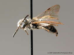 Imagem de Andrena subopaca Nylander 1848