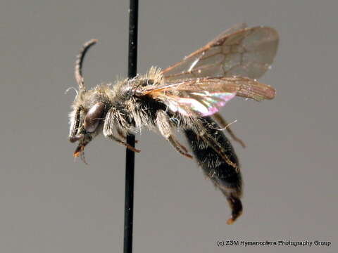 Image of Andrena subopaca Nylander 1848