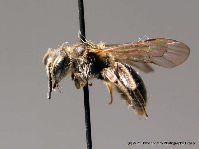 Image of Andrena subopaca Nylander 1848