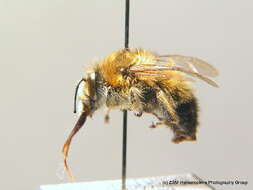 Image of Anthophora aestivalis (Panzer 1801)