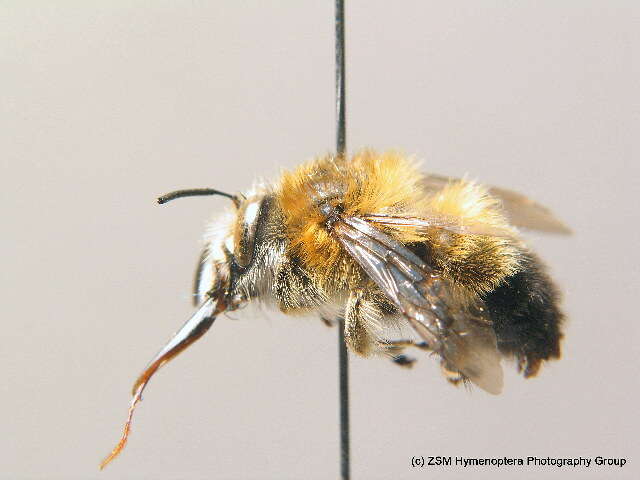 Image of Anthophora aestivalis (Panzer 1801)