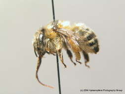 Image of Anthophora aestivalis (Panzer 1801)