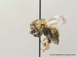 Image of Anthophora quadrimaculata (Panzer 1798)