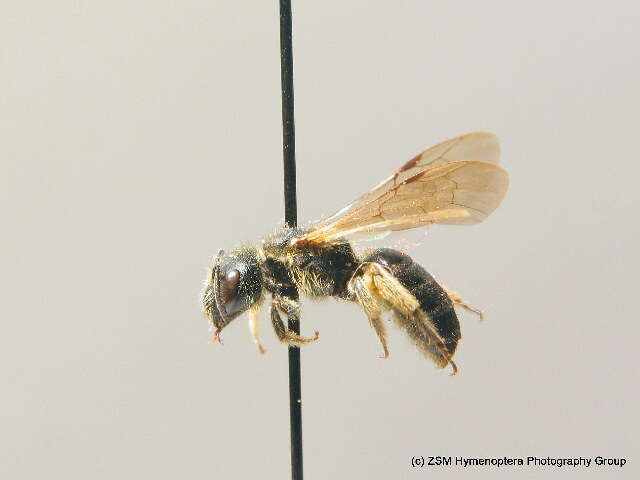 Image of Halictus maculatus Smith 1848