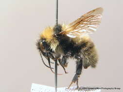 Image of short-haired bumblebee