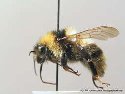 Image of short-haired bumblebee